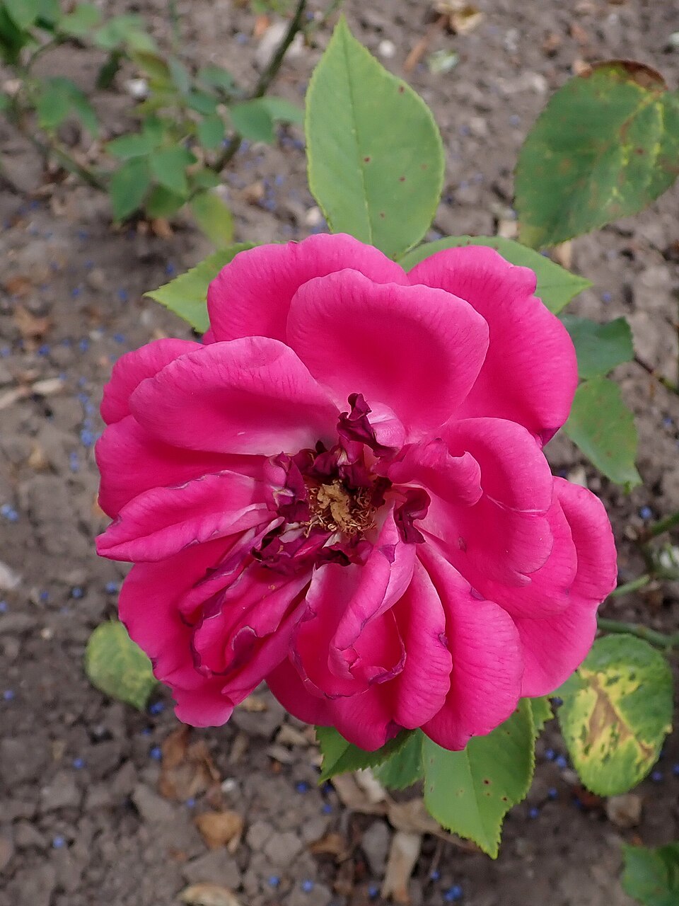 Madame Jean Everaerts