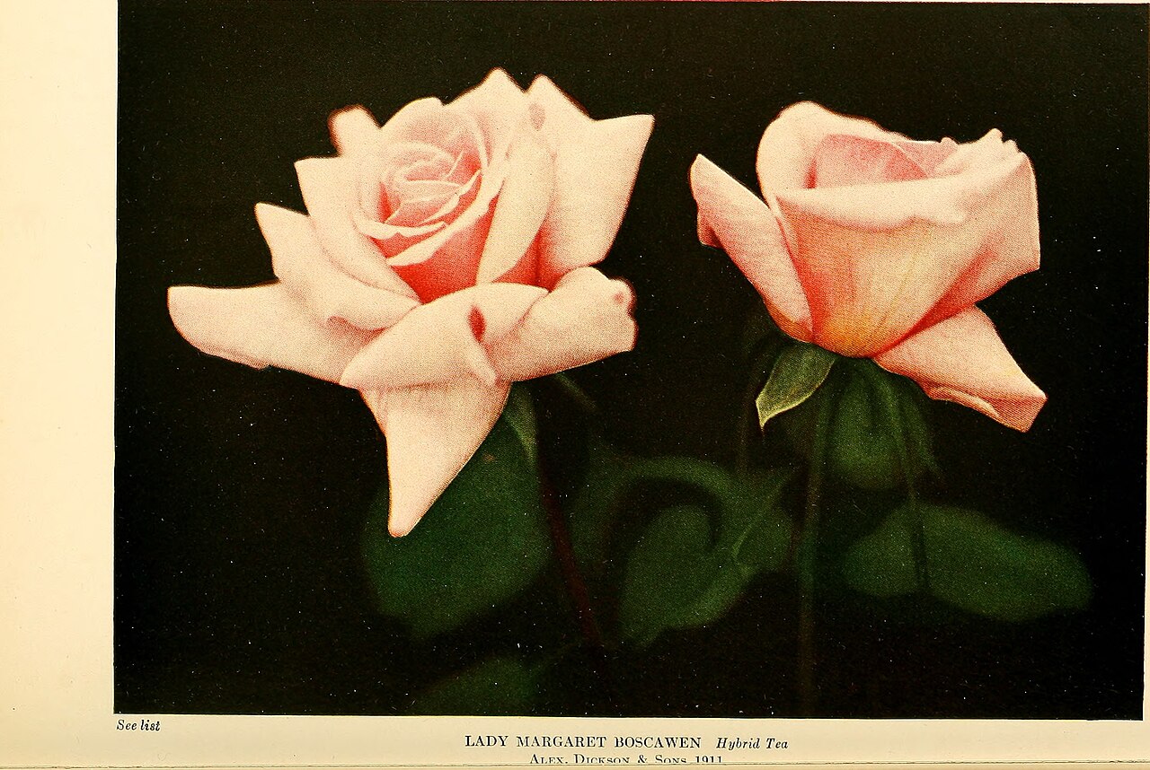 Lady Margaret Boscawen