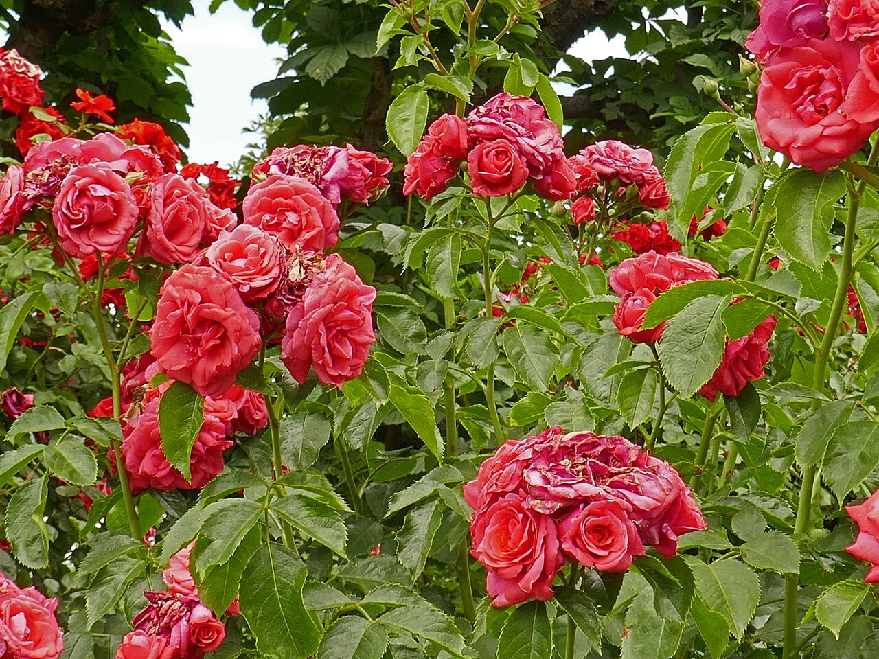 Kronprinzessin Victoria von Schweden
