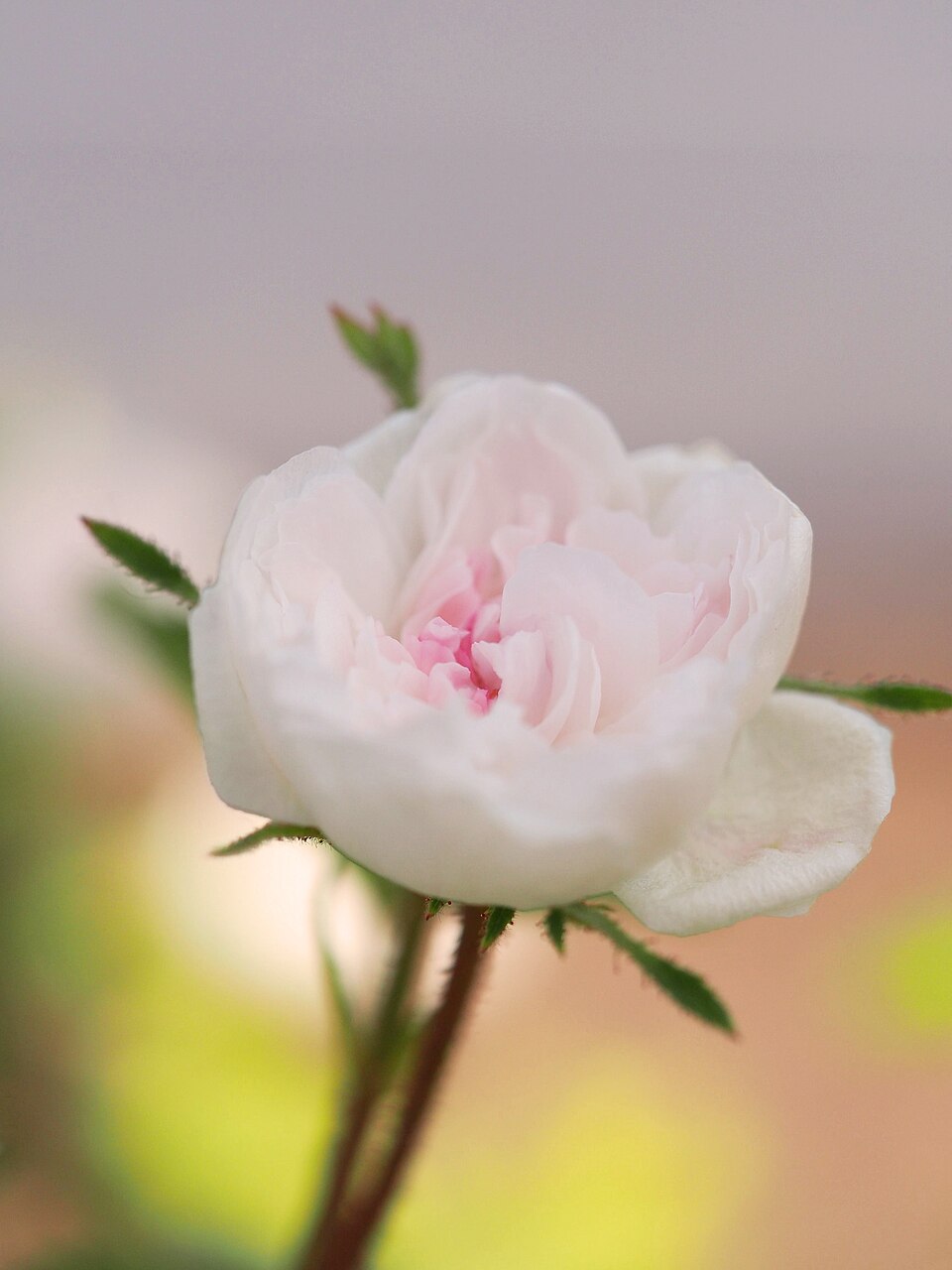 Rose de Meaux White