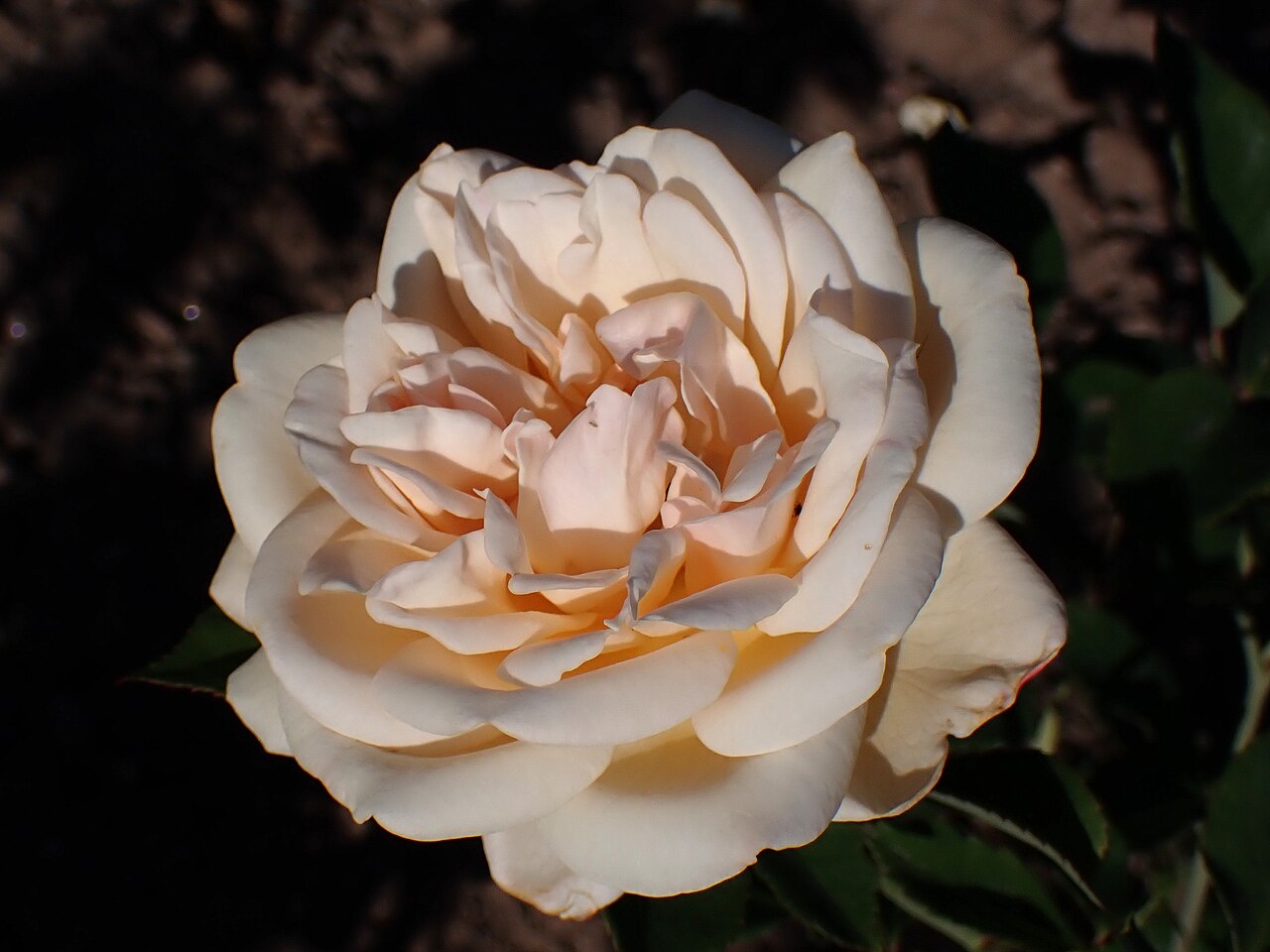 Emmeline