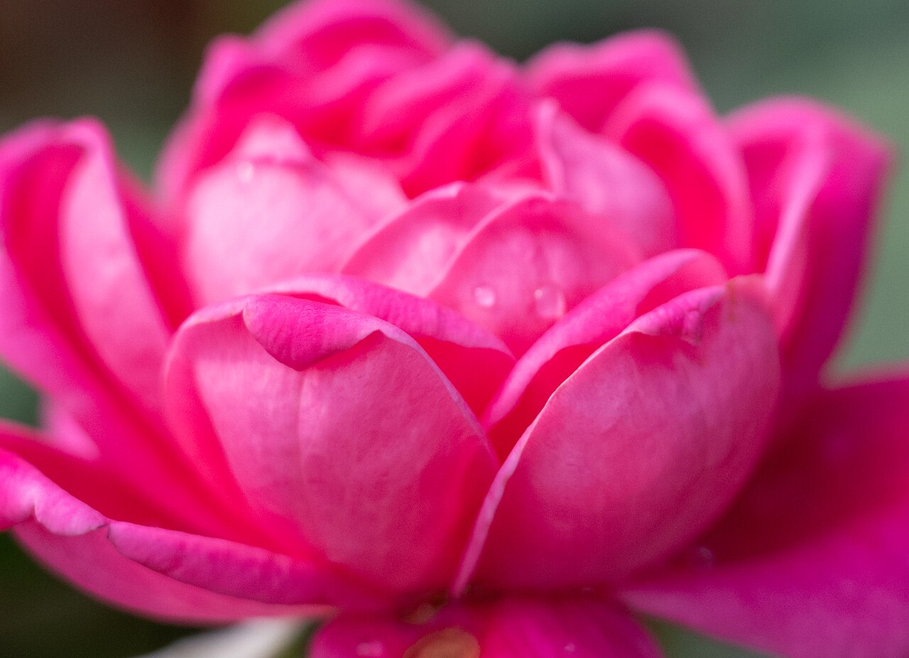 Pink Double Knock Out