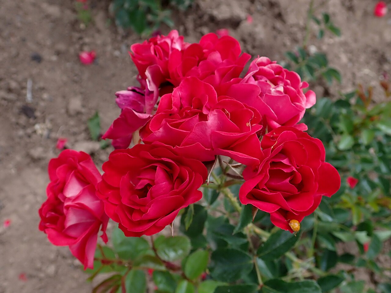 Red Triumph