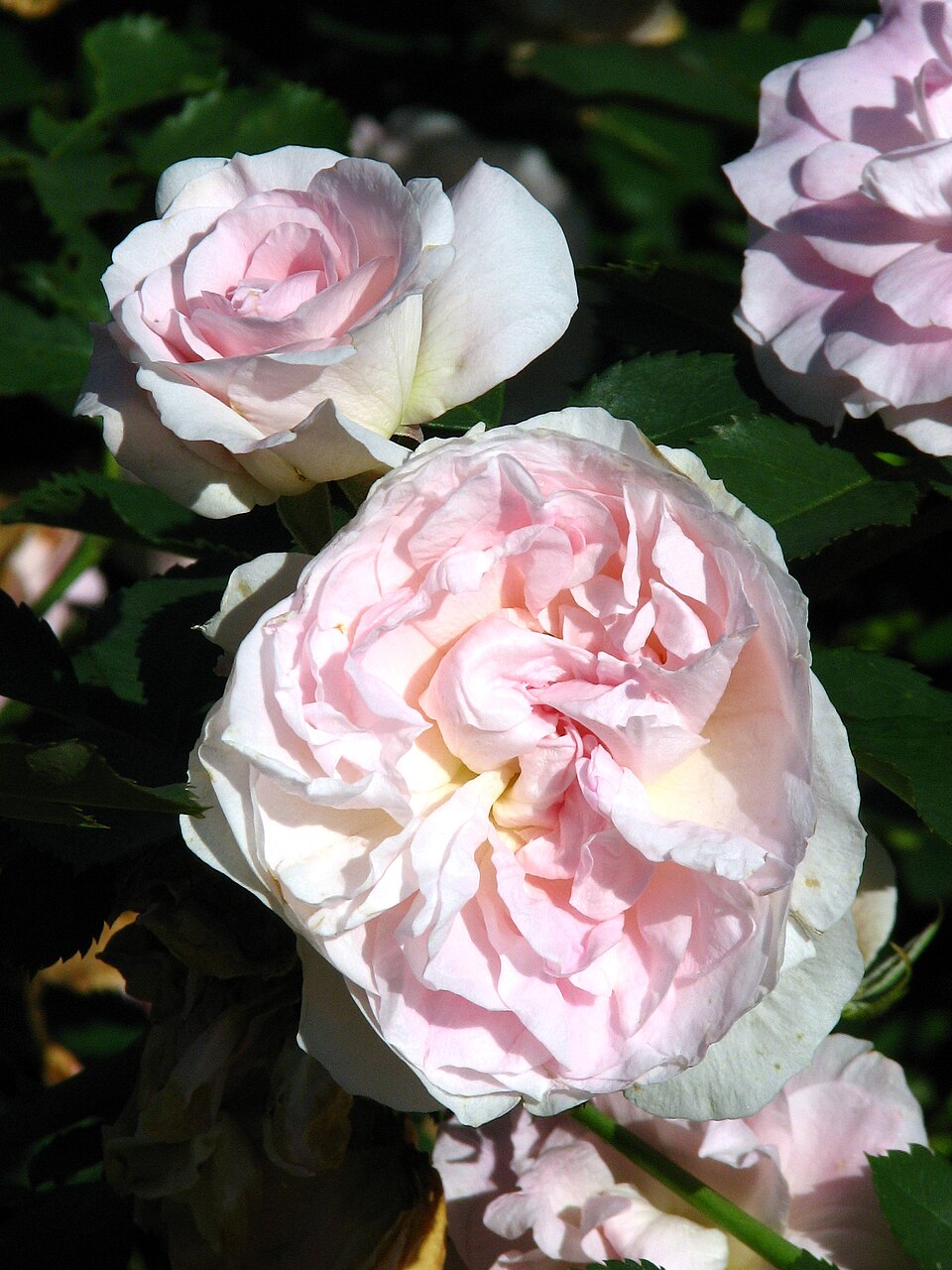 Morden Blush