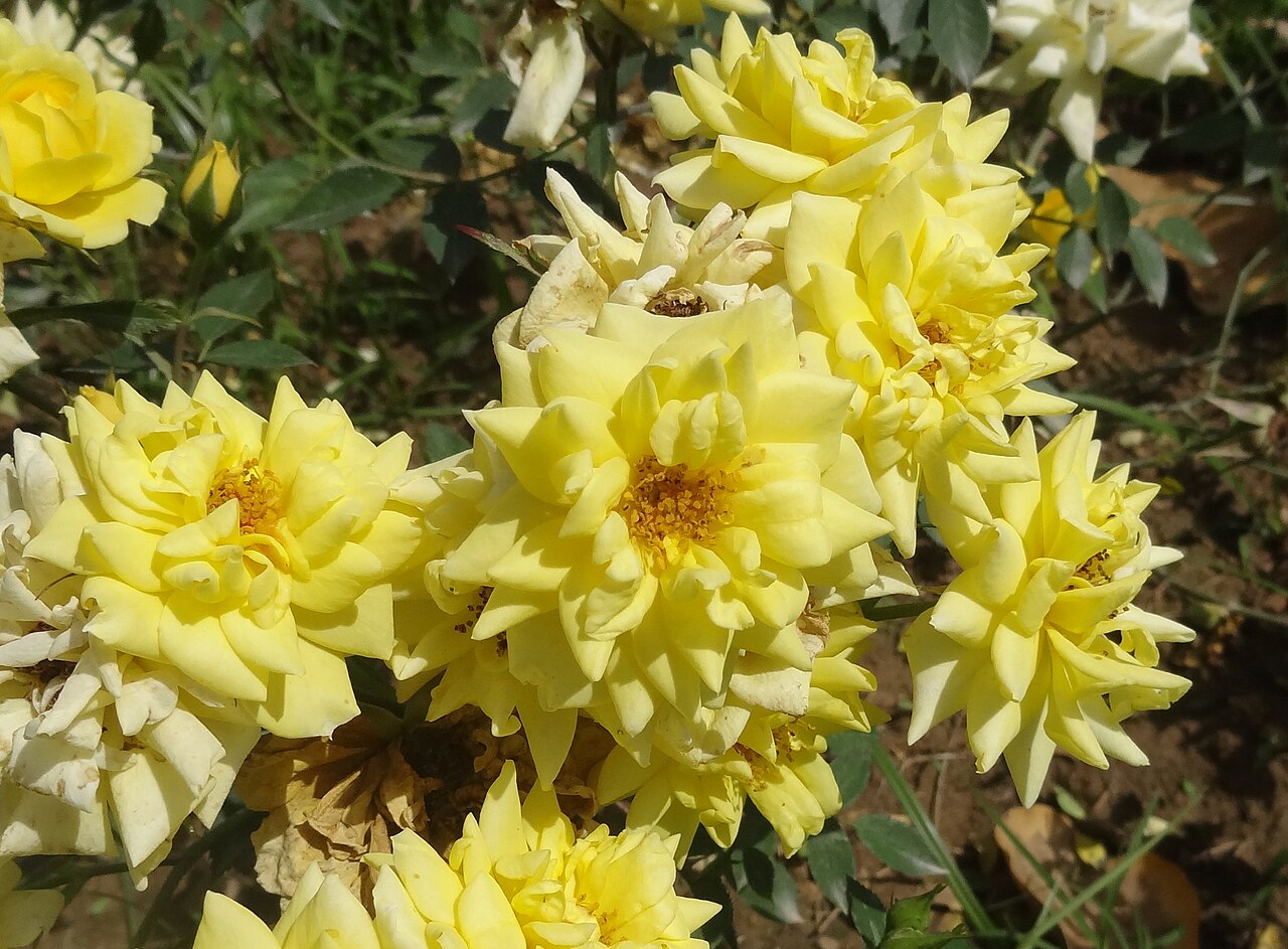 Baby Gold Star