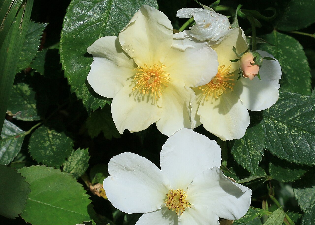 Kew Gardens