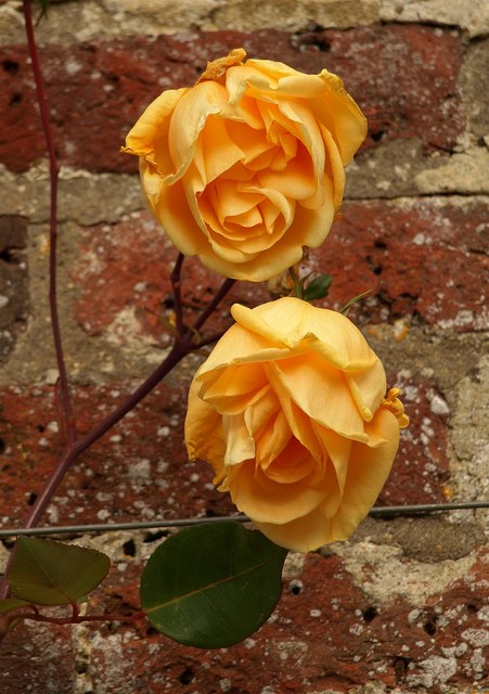 Lady Hillingdon, Cl.