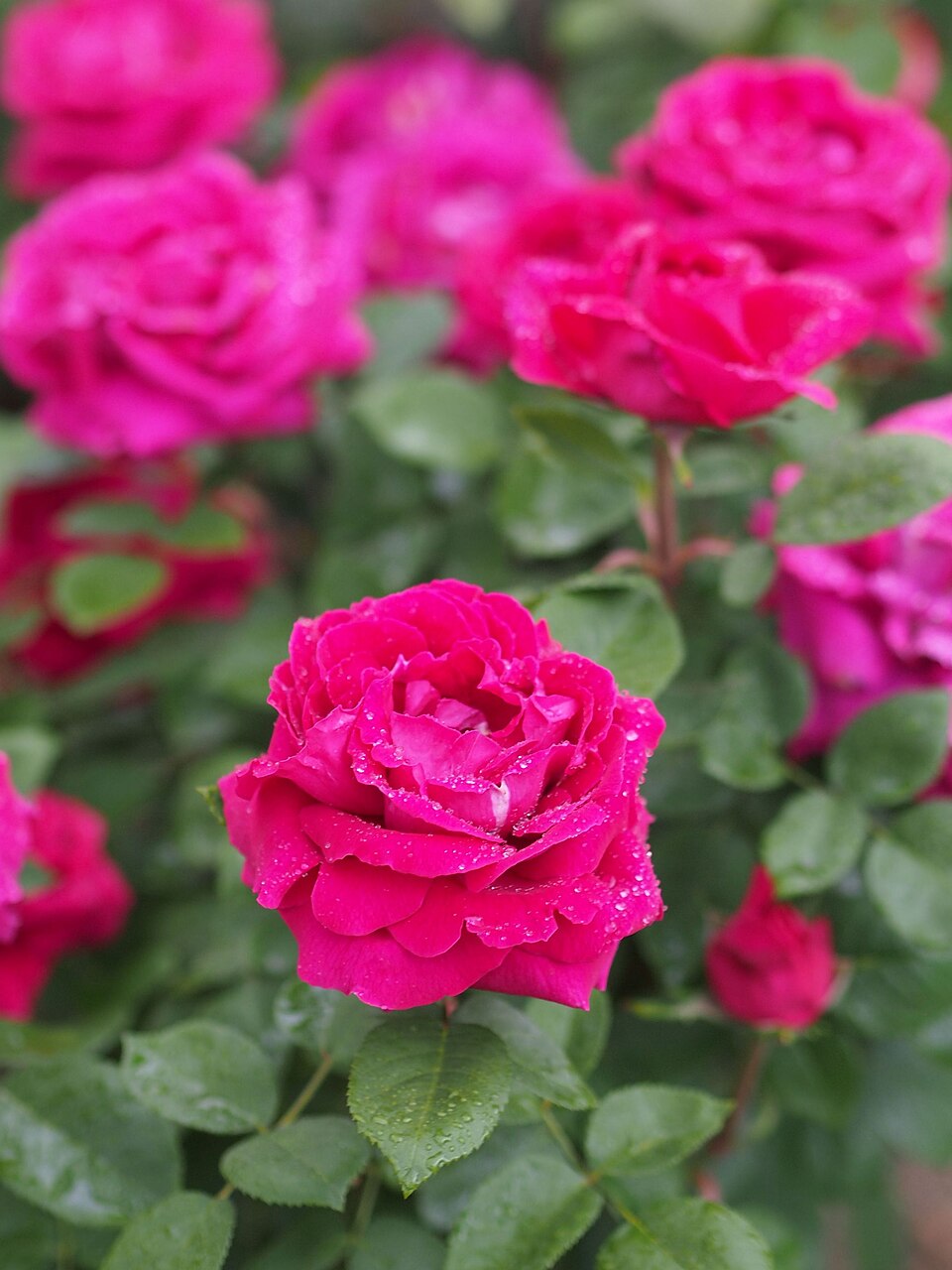 Druschki Rubra