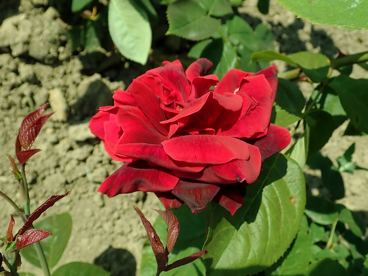 Black Ruby