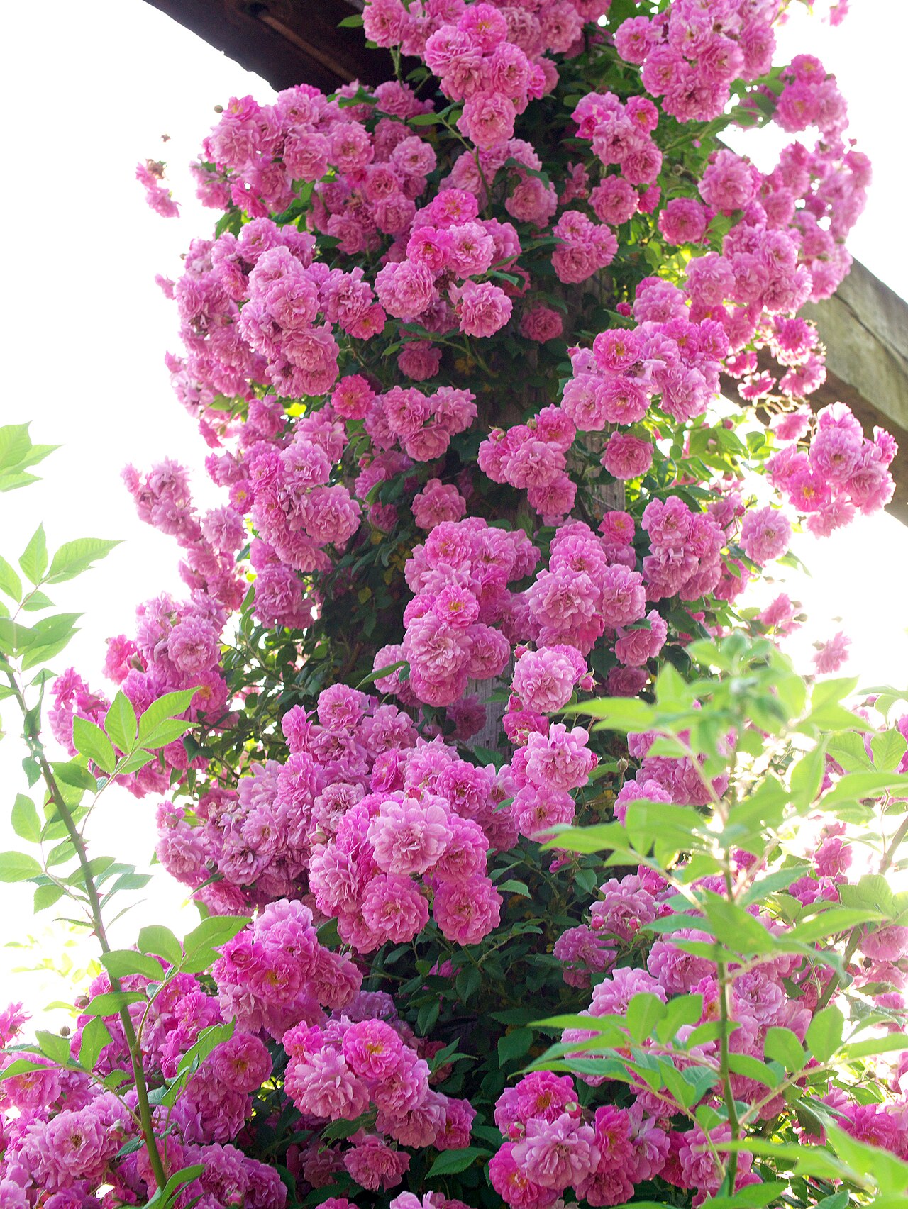 "Mannington Mauve Rambler"