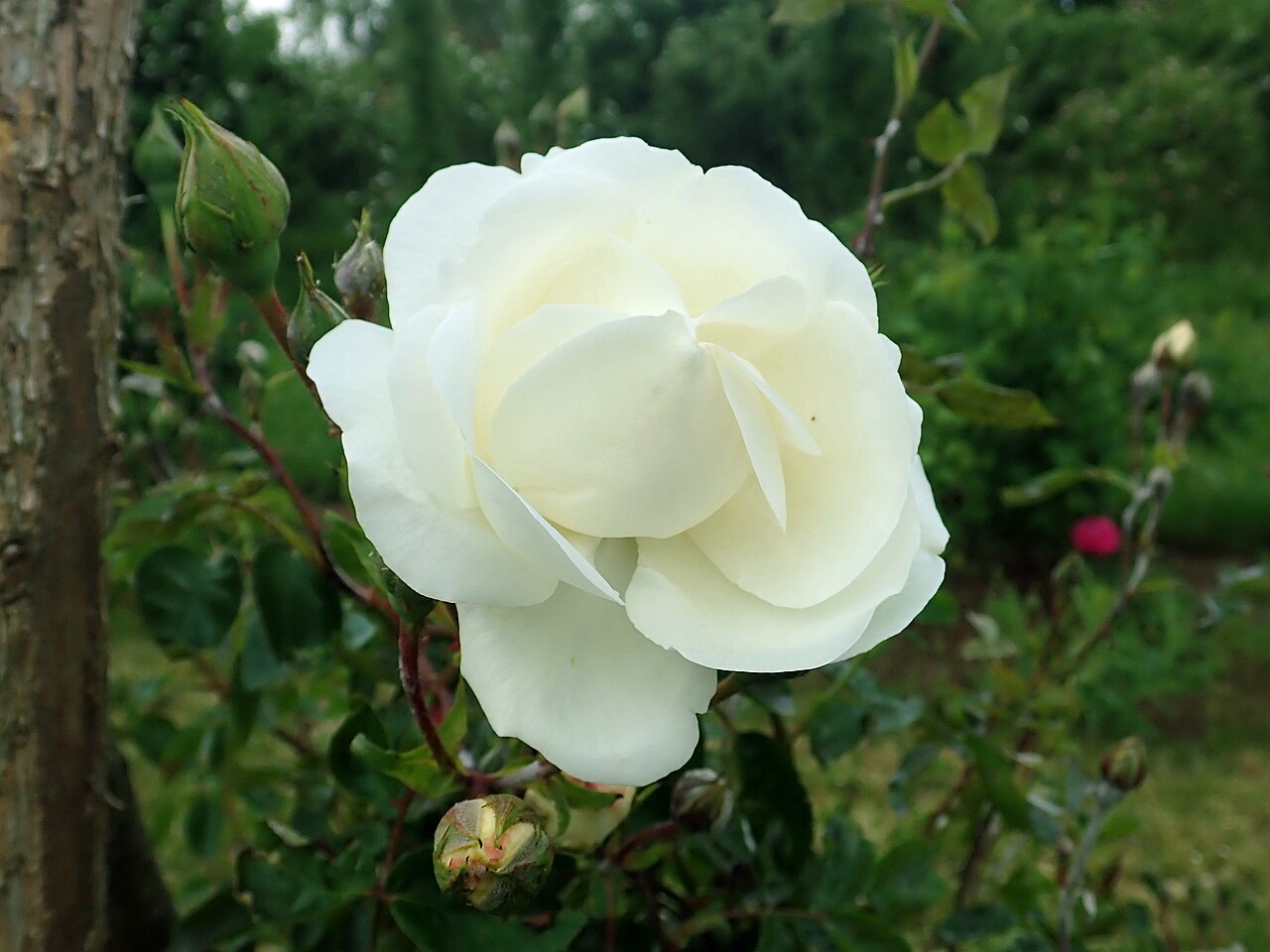 Purity