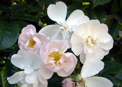 Brenda Colvin