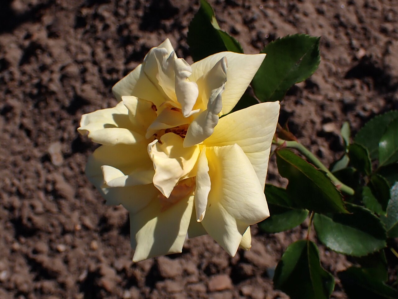 Madame Pierre S. du Pont