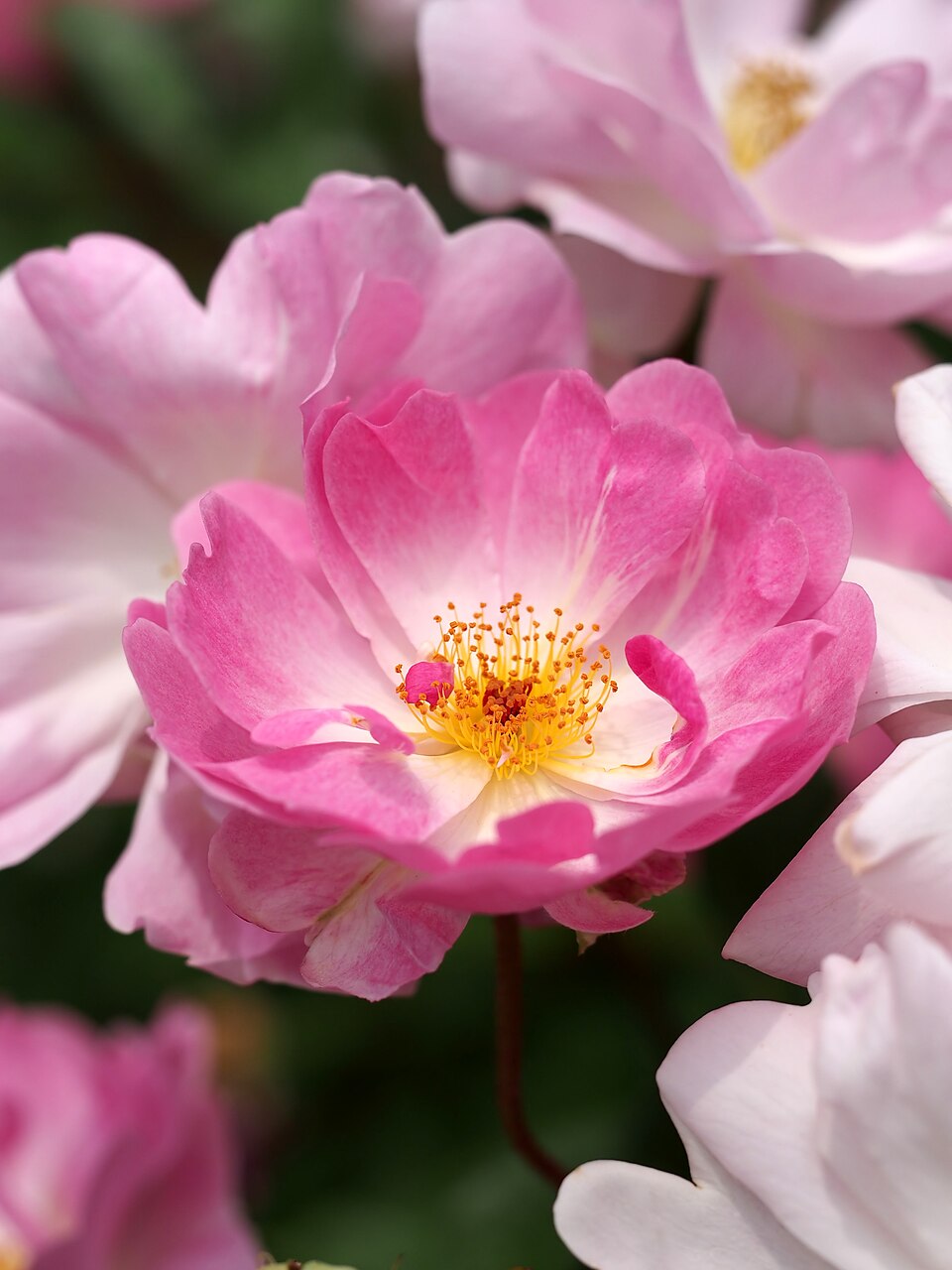Malva
