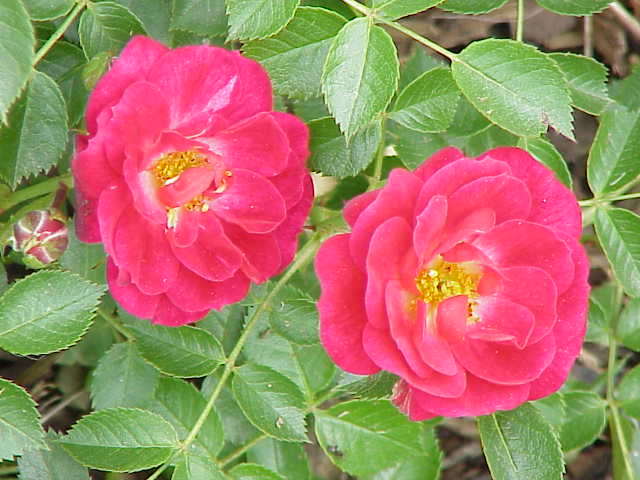 Red Bells