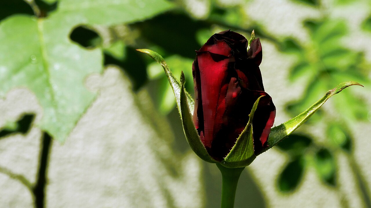 Black Prince