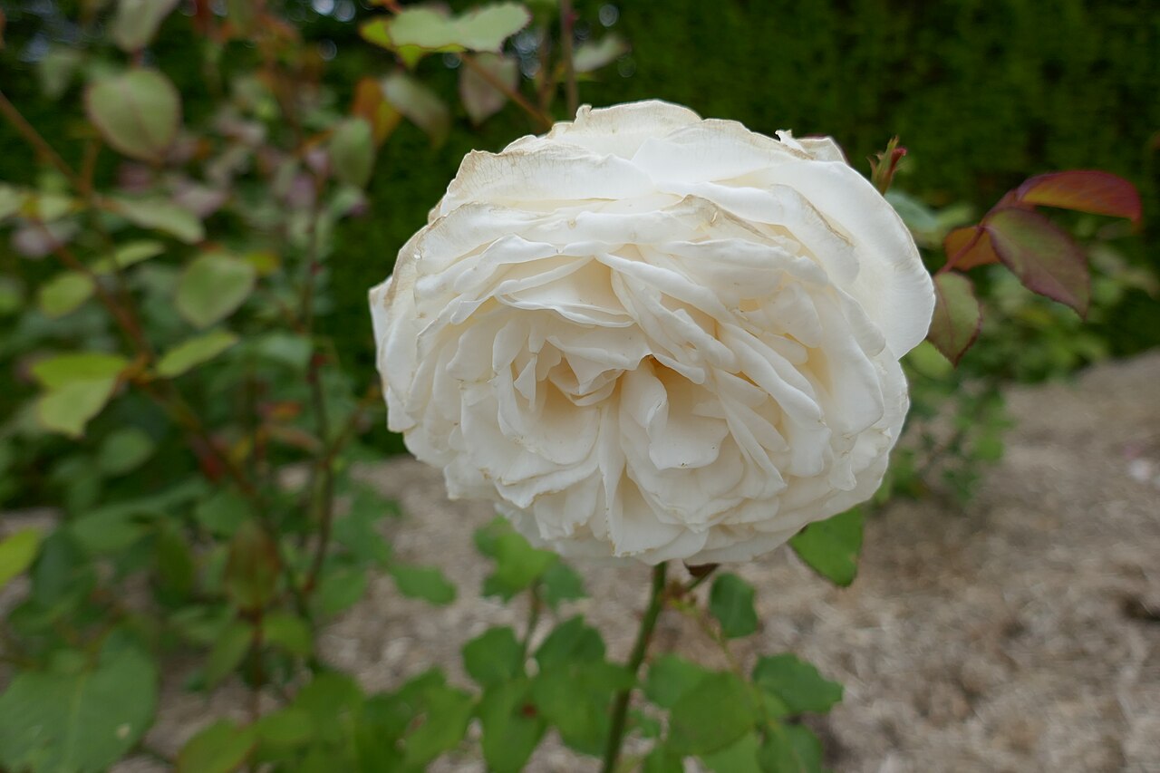 Madame Jean-Pierre Soupert