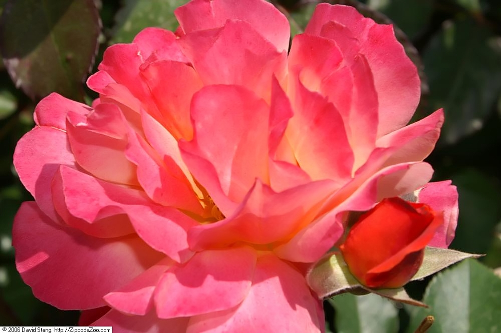 Disneyland Rose