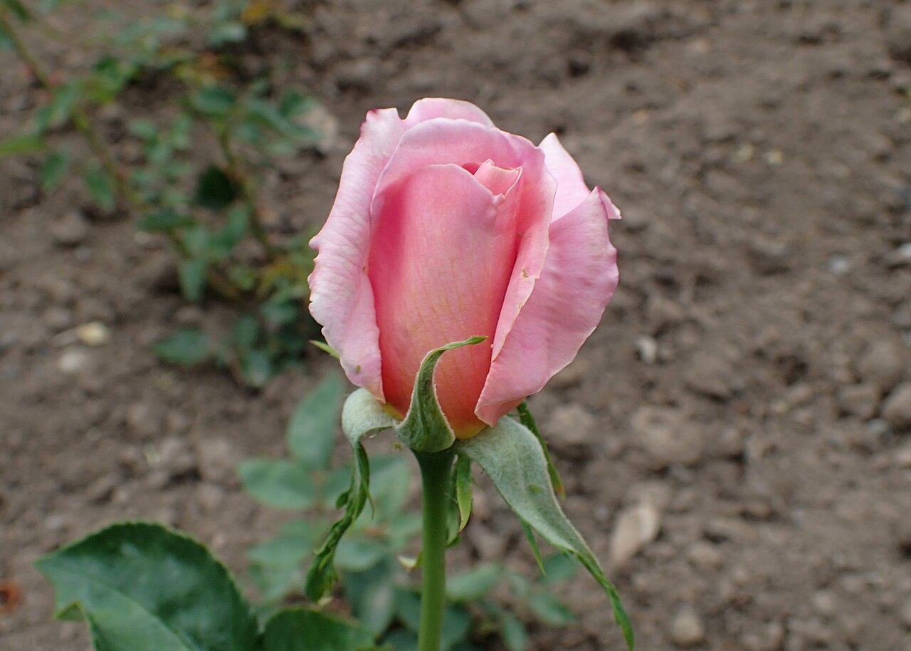Diane de Broglie