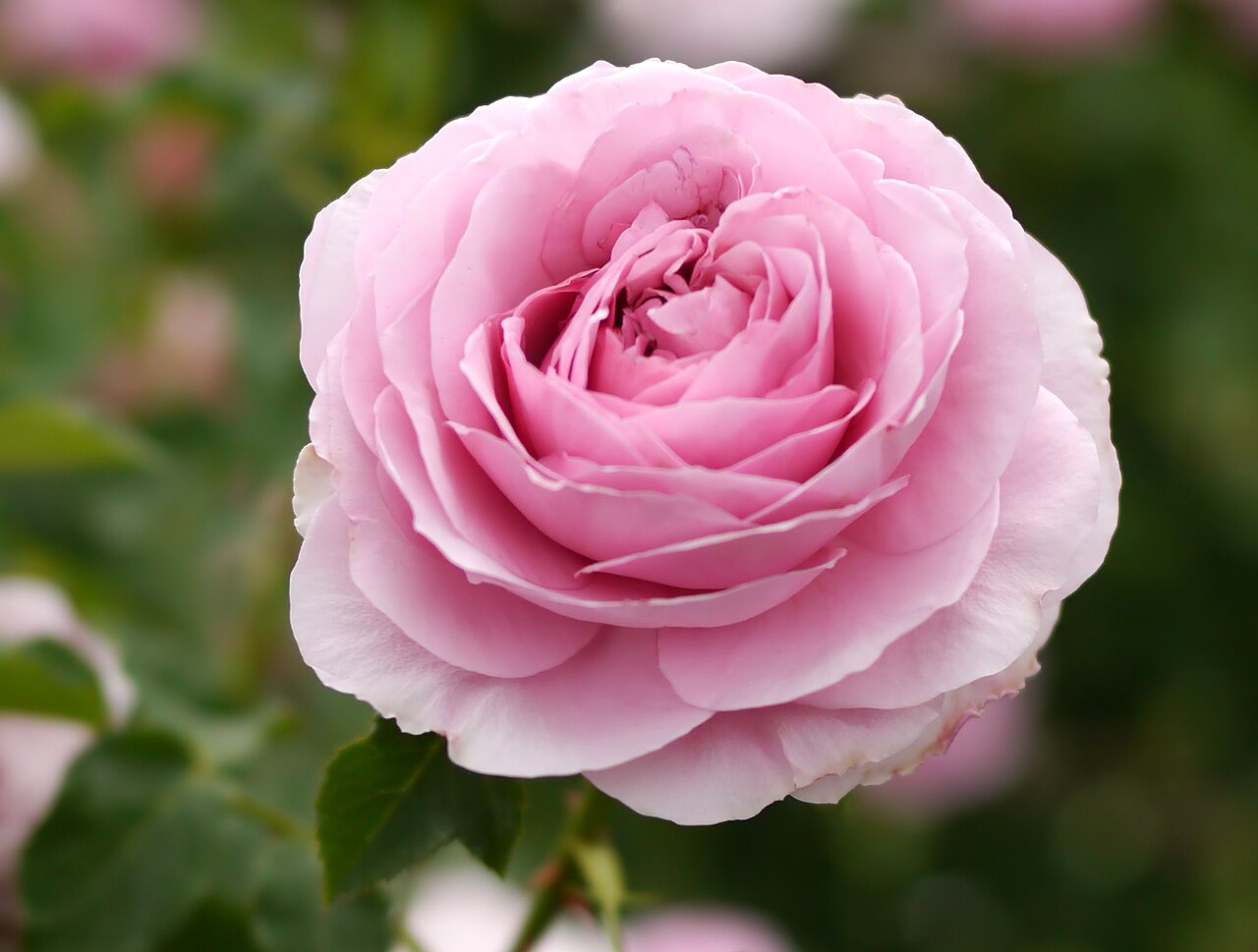 Lilac Rose