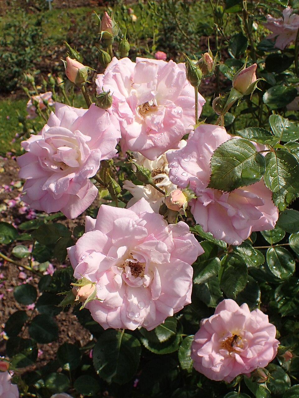 Marie-Victorin