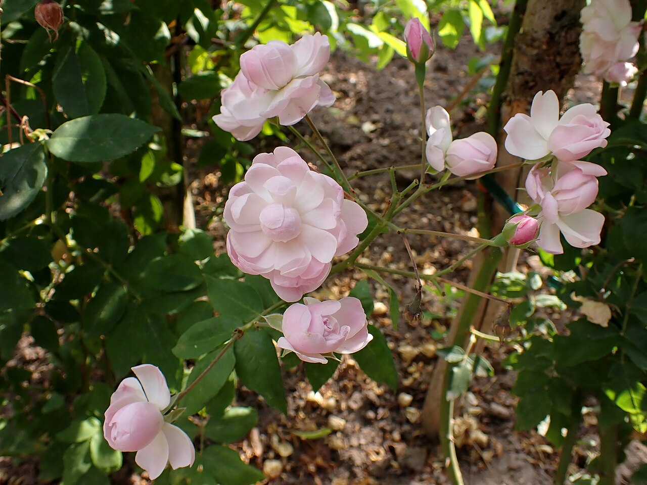 Blush Noisette