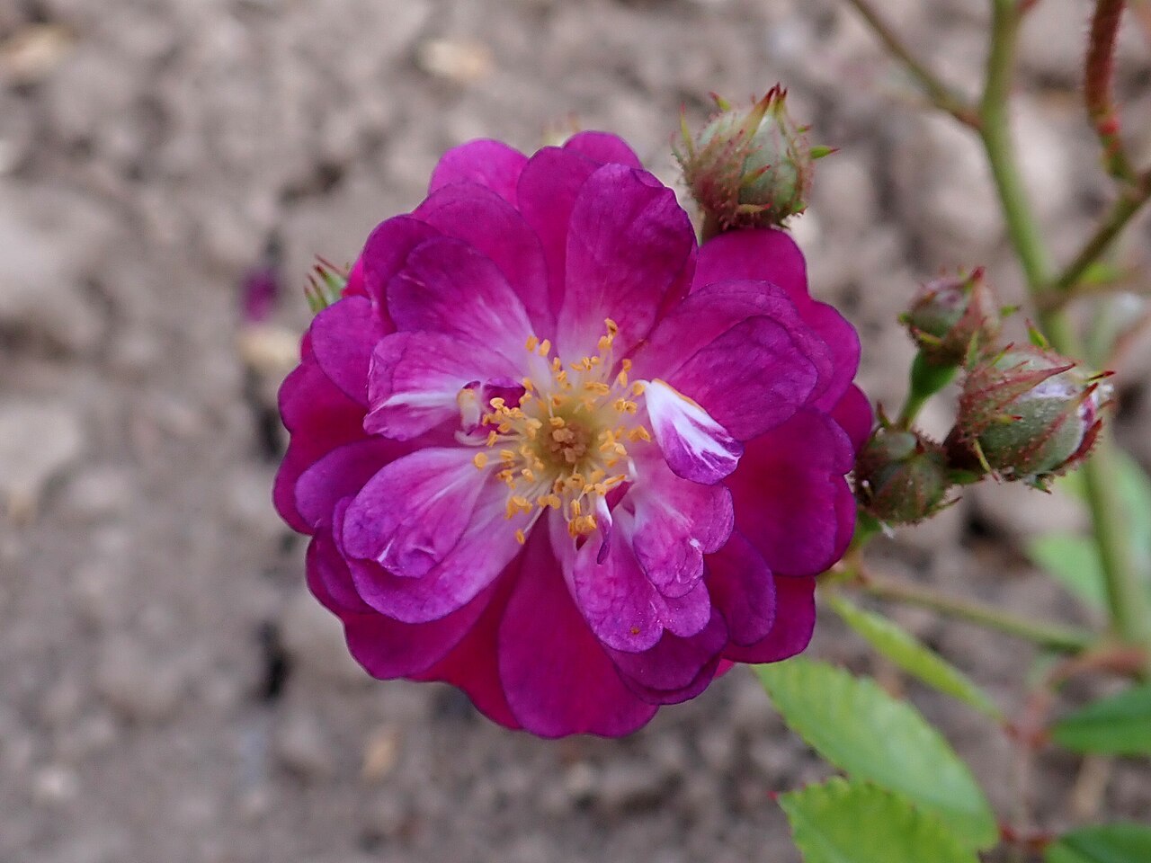 Violetta
