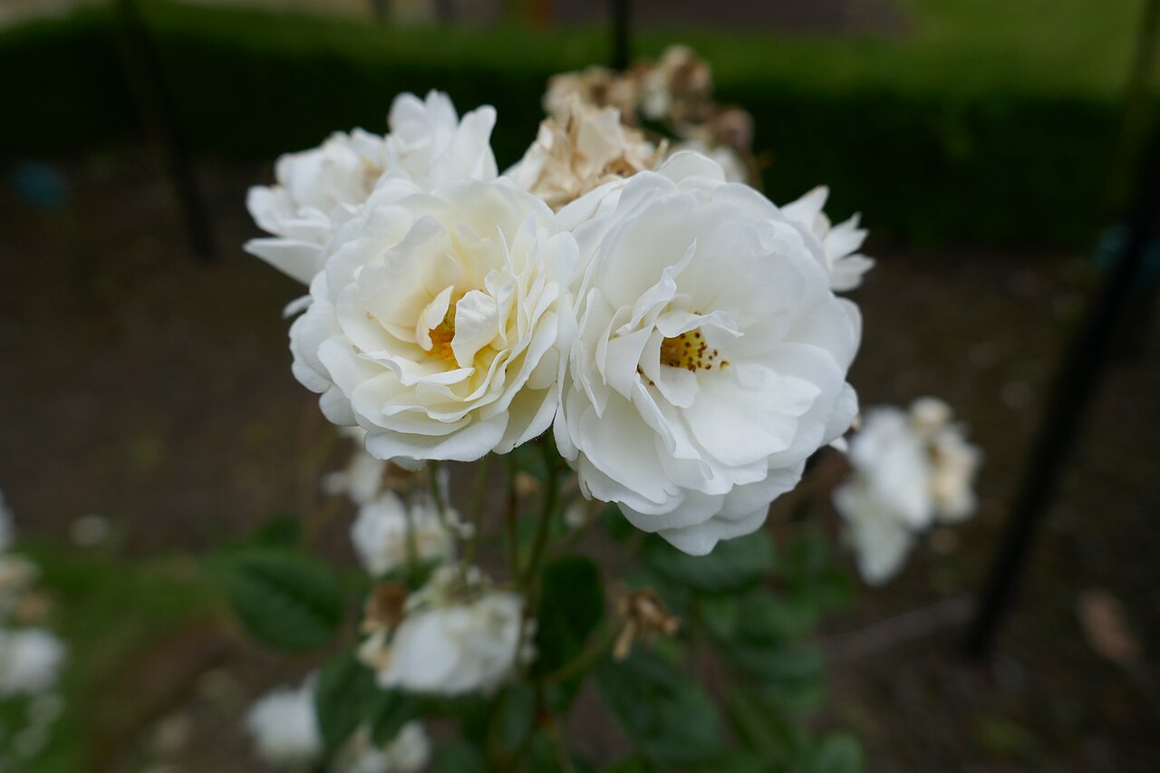 Katharina Zeimet rose