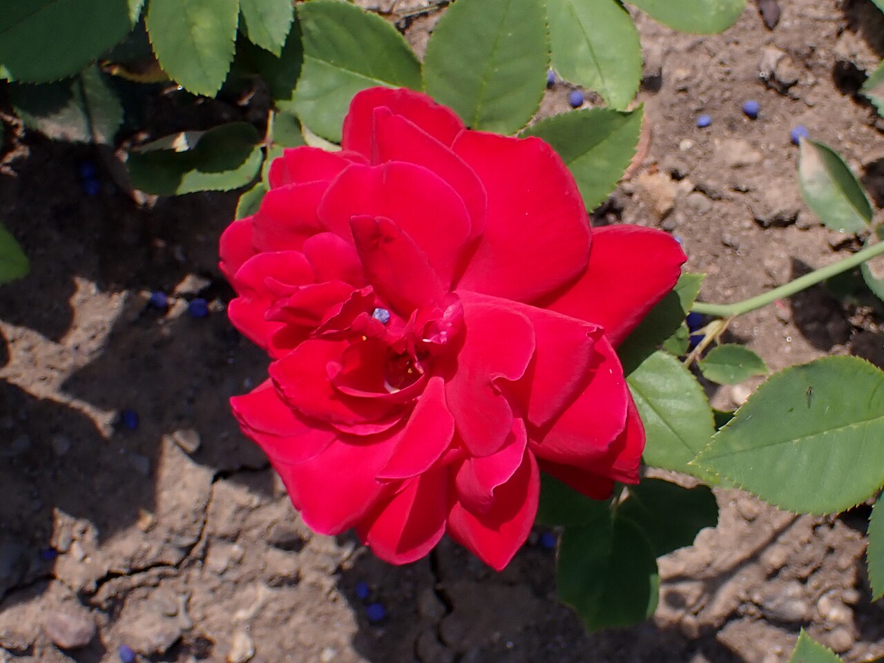 Rouge Mallerin