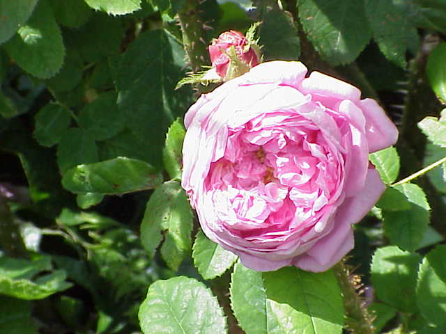 Mrs. William Paul
