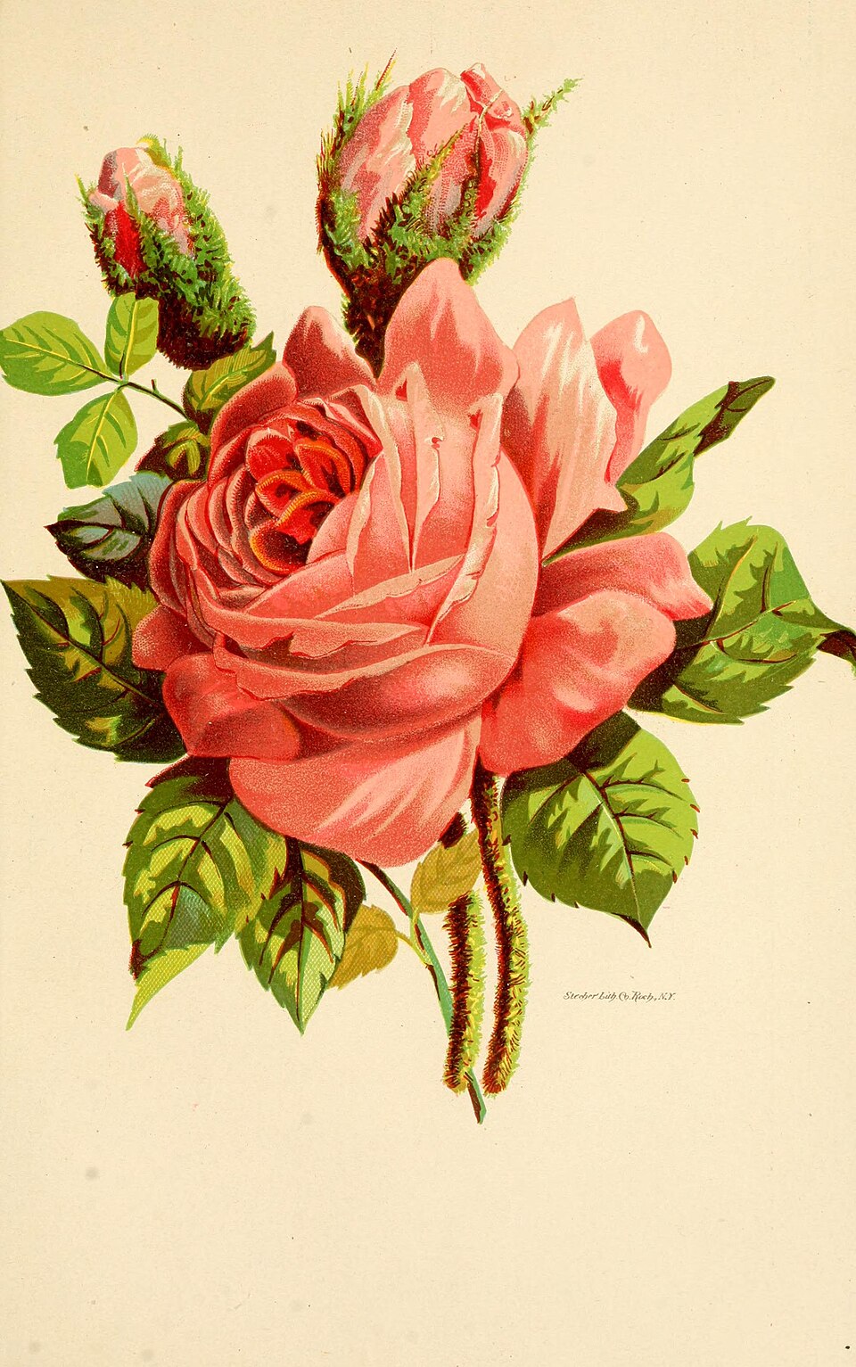 Princesse Adélaide