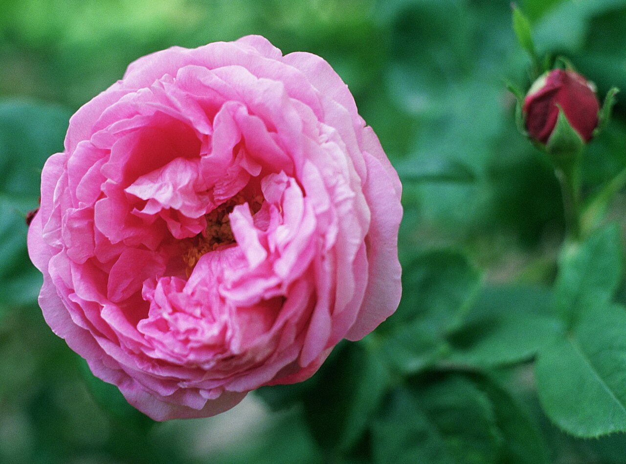 La Reine