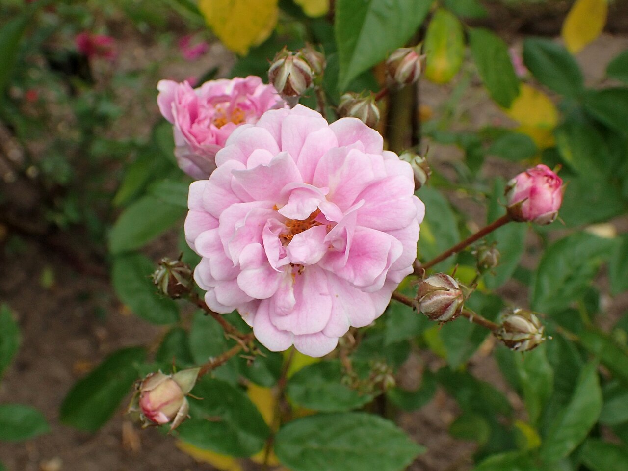 Taunusblümchen