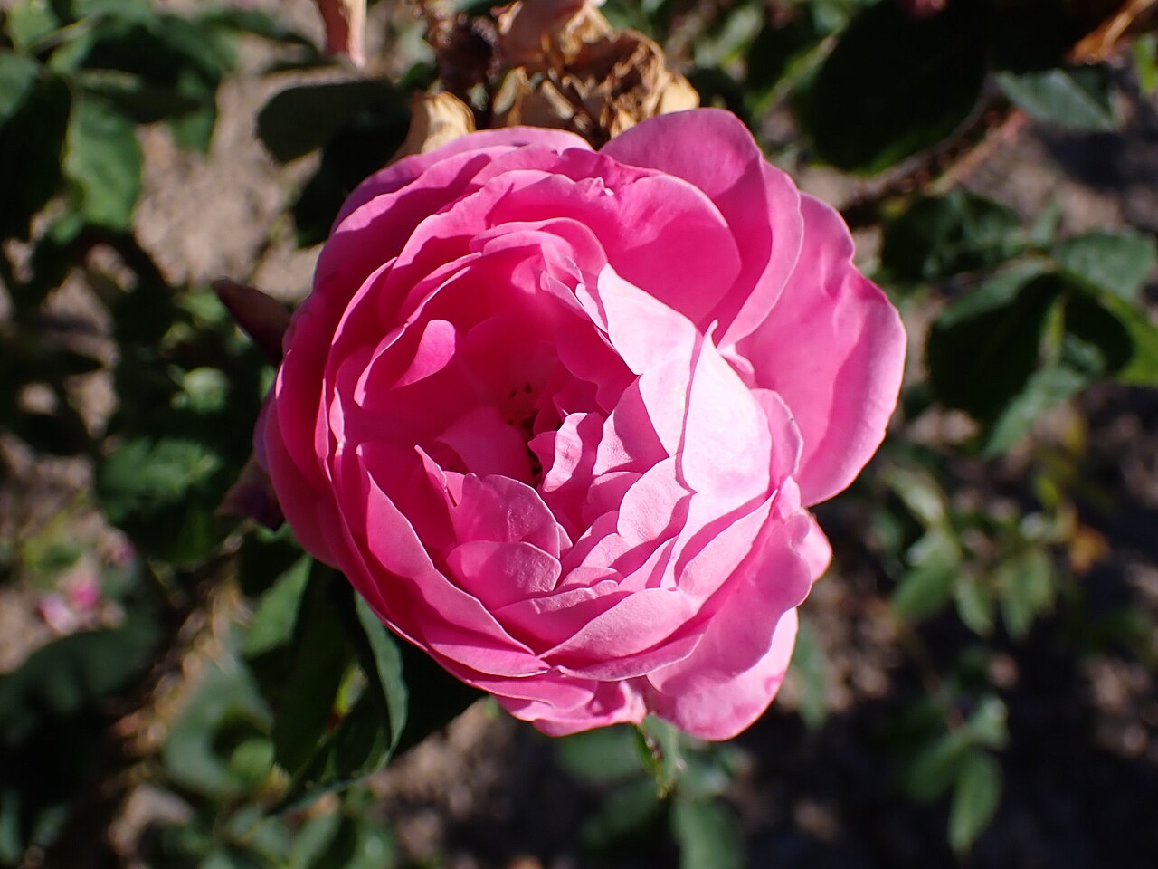 Baron de Wassenaër