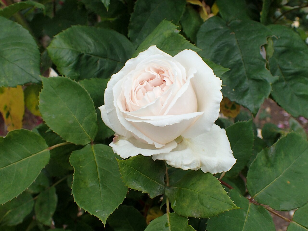 Madeleine Faivre