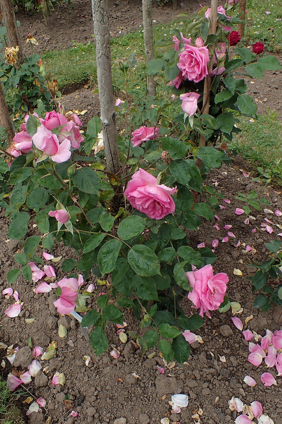 Allen's Fragrant Pillar