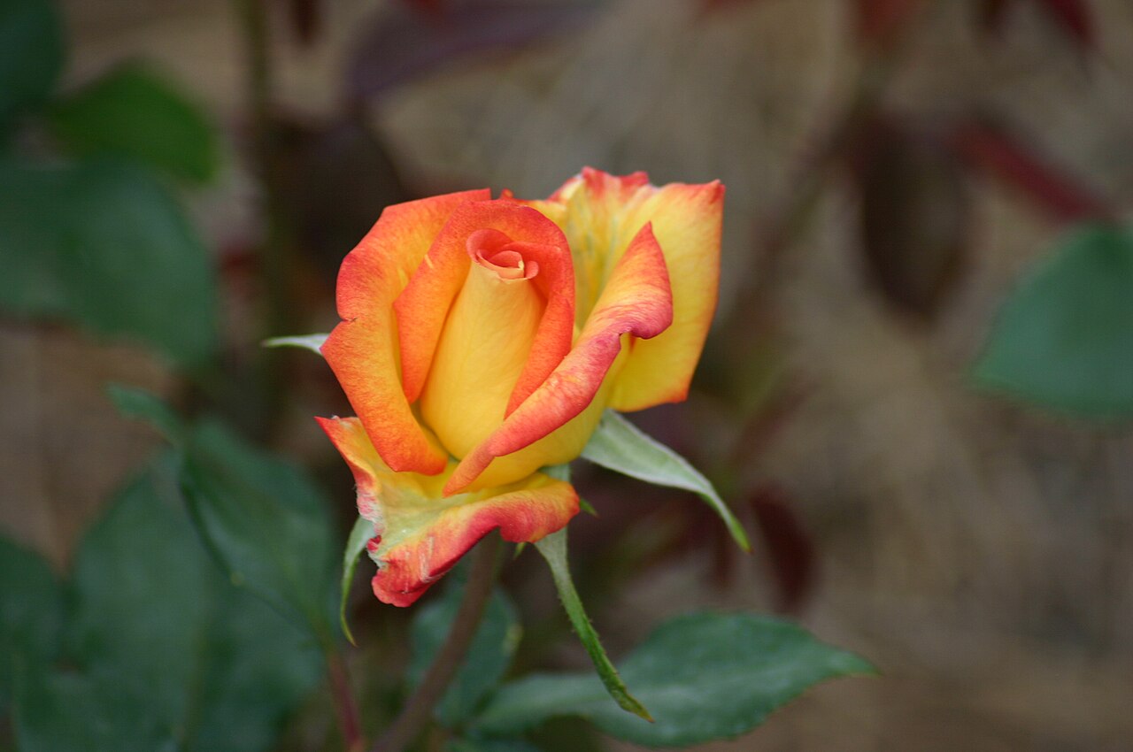 Redgold