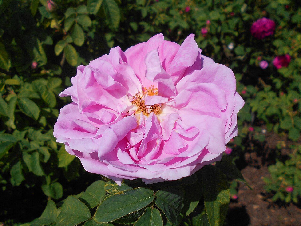Comtesse Doria