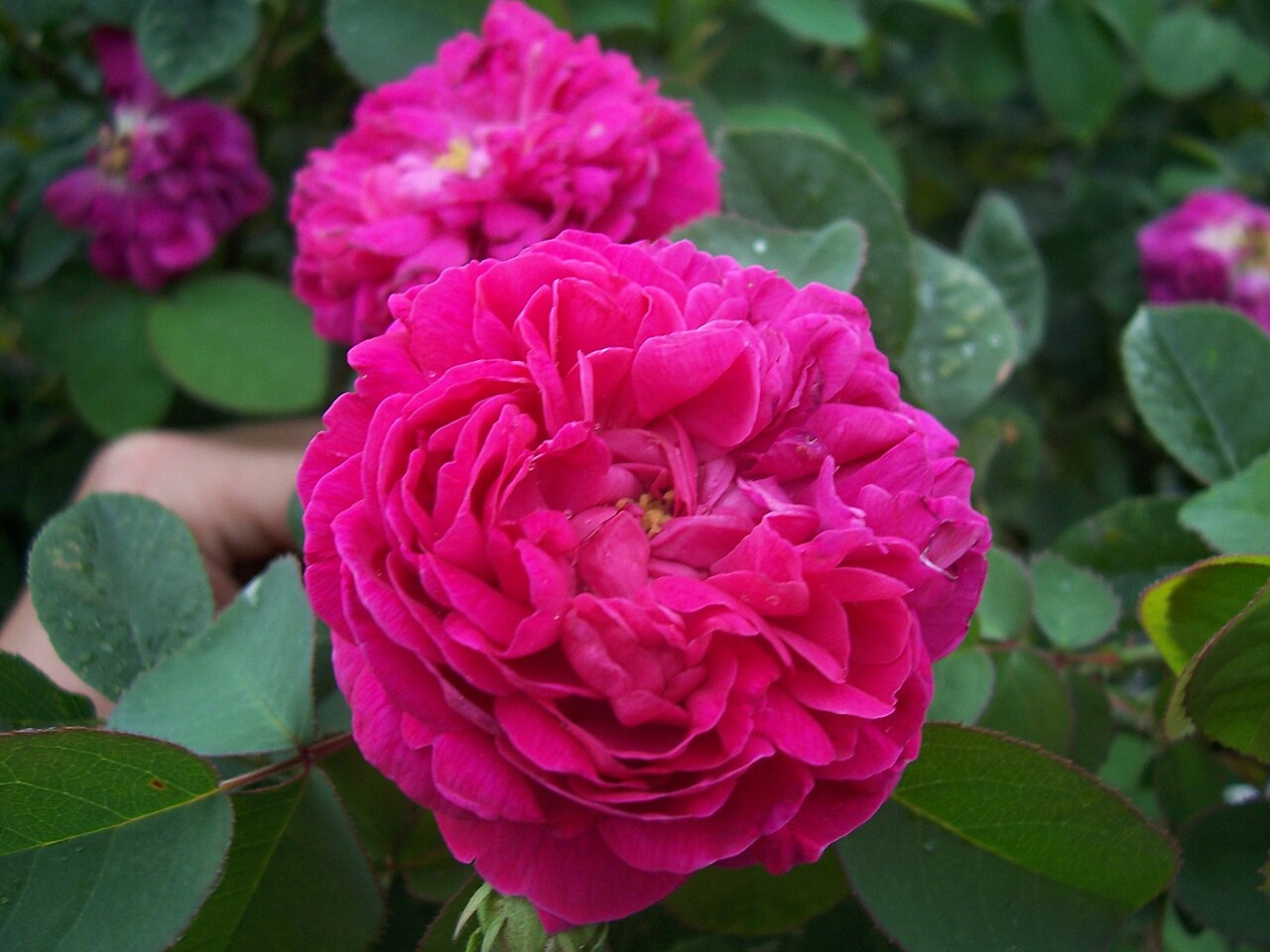 "Rose de Resht"