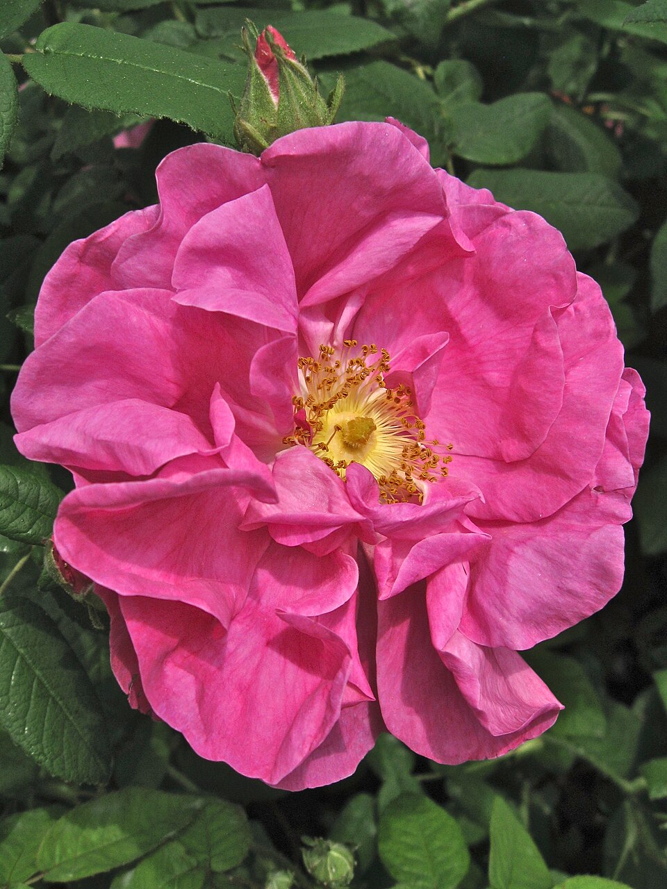 Apothecary's Rose