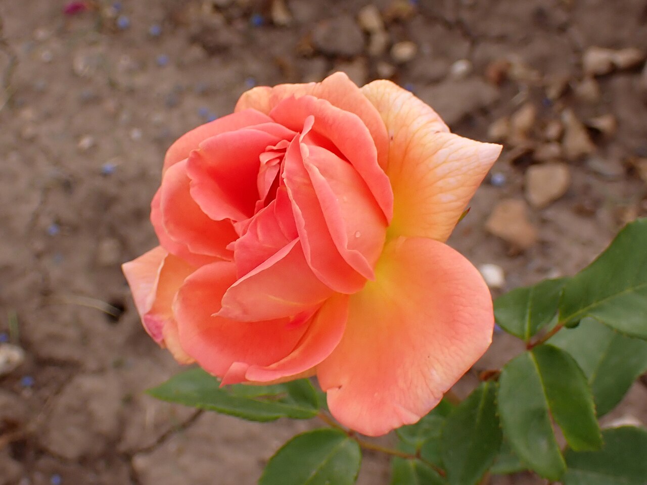 Barbara