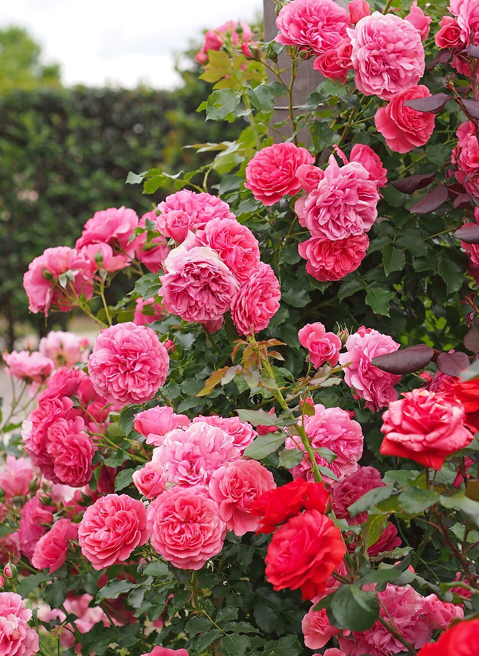 Rosarium Uetersen