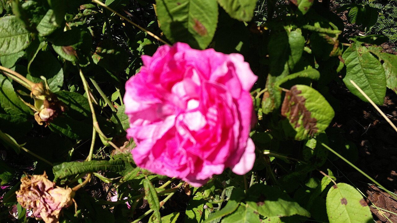 Duchesse de Buccleugh