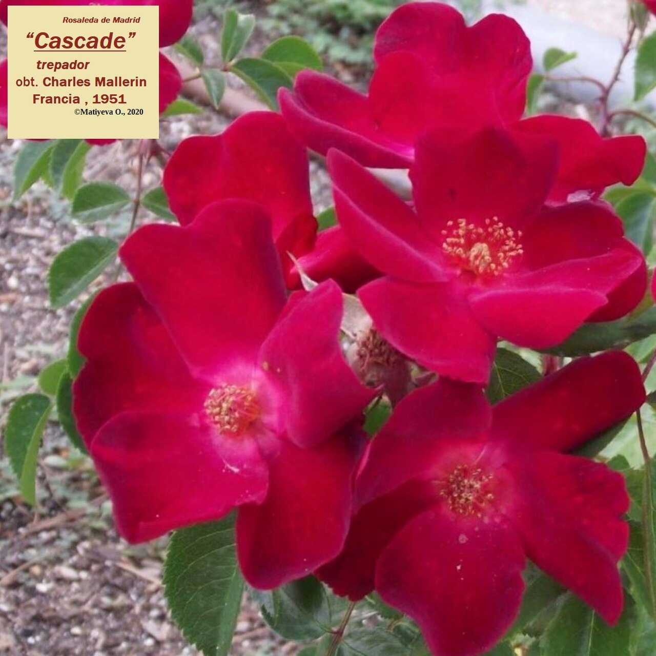 Cascade