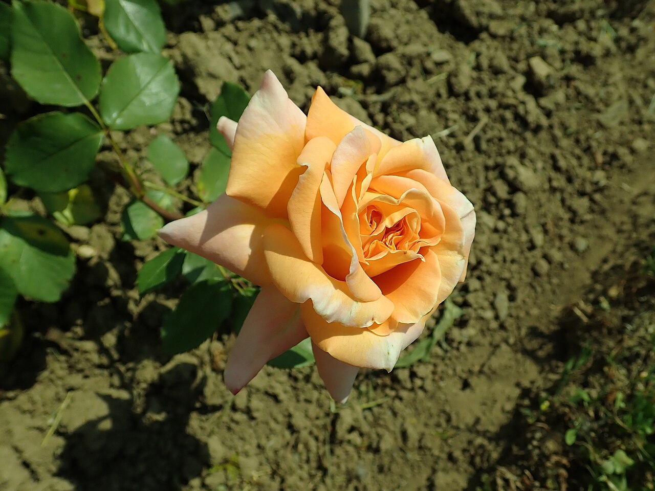 Châteaubriand