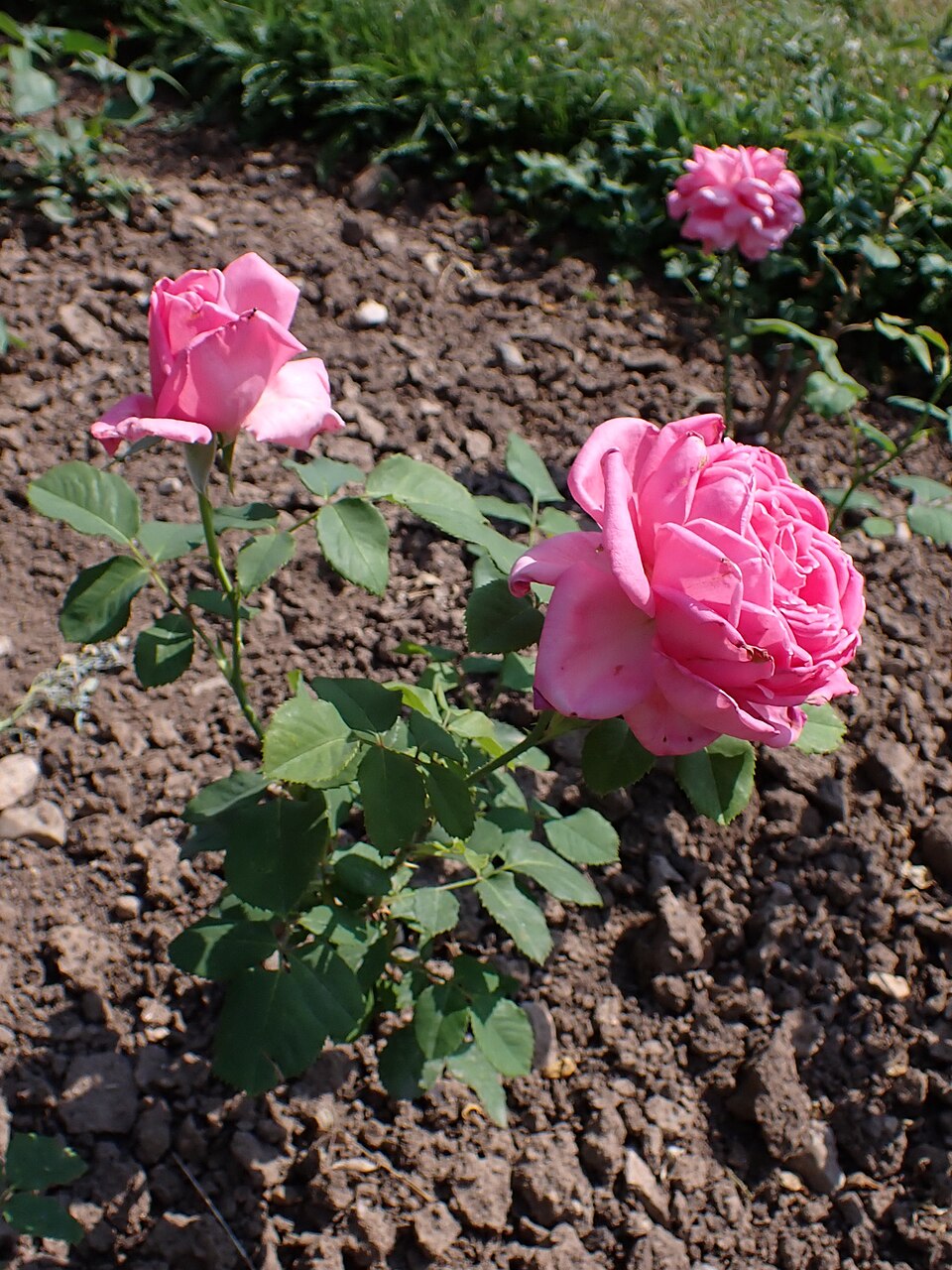 Dame Edith Helen