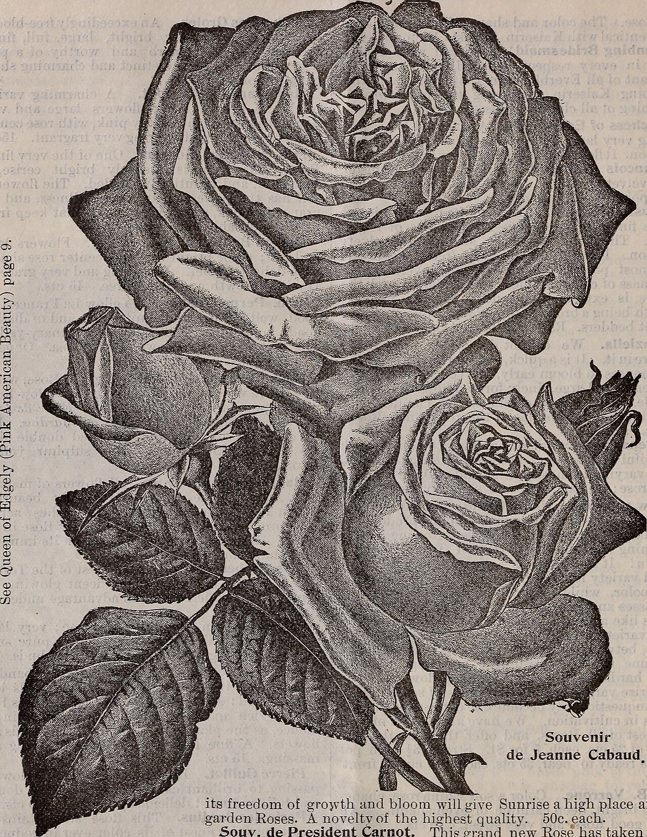 Souvenir de Jeanne Cabaud