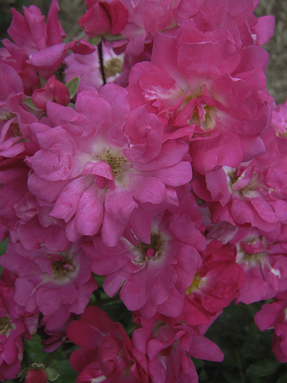 Mrs. Alston's Rose