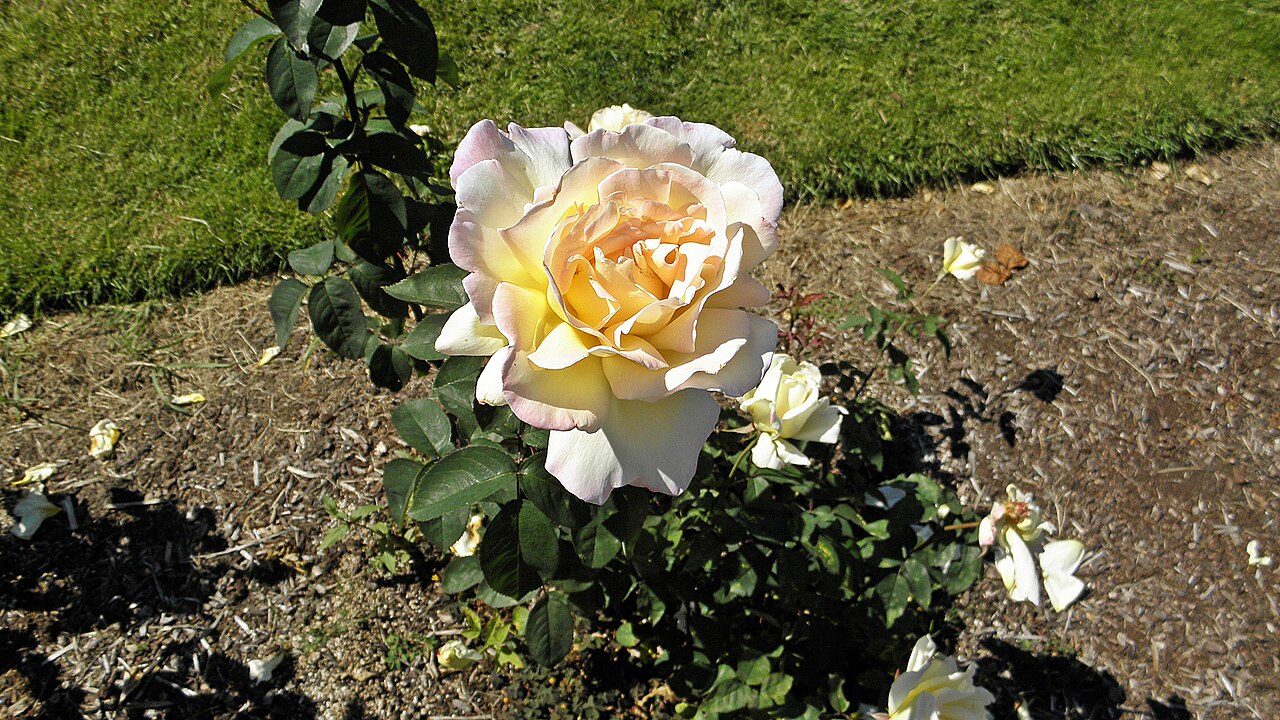 Garden Party