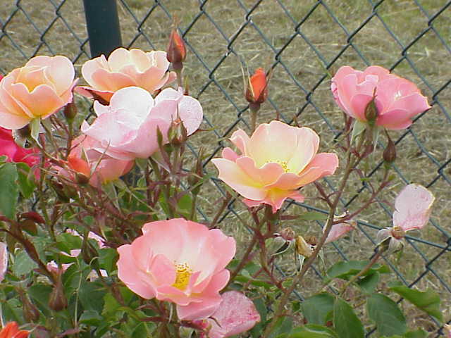 Prof. Kurt Lotz-Rose Wildlife